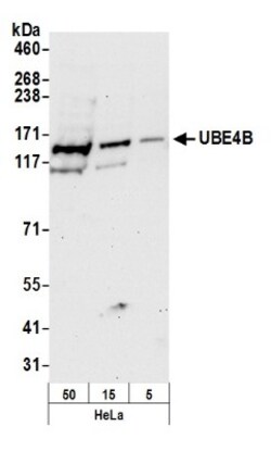 UBE4B Antibody, Novus Biologicals 0.1mL; Unlabeled:Antibodies, Polyclonal